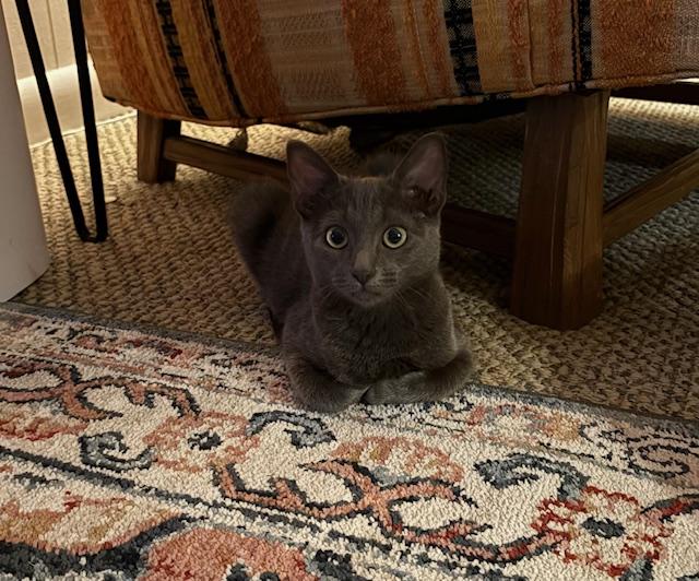Enlarge Yzma, a Adoptable Domestic Short Hair in Chambersburg, PA image 4/4