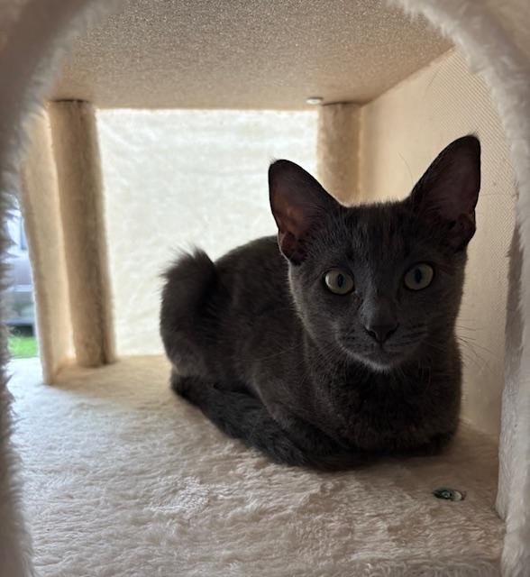 Enlarge Yzma, a Adoptable Domestic Short Hair in Chambersburg, PA image 1/4