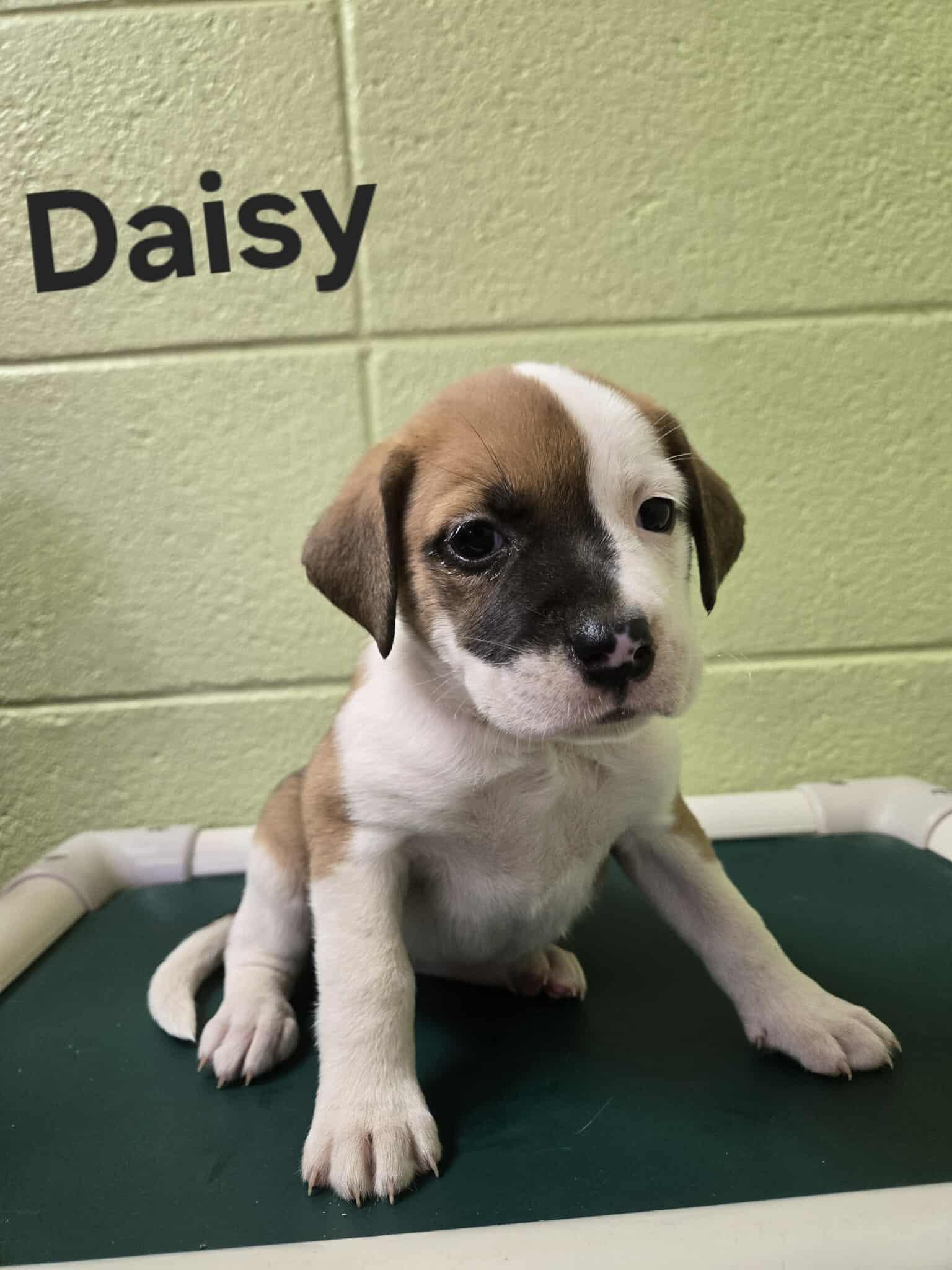 Daisy