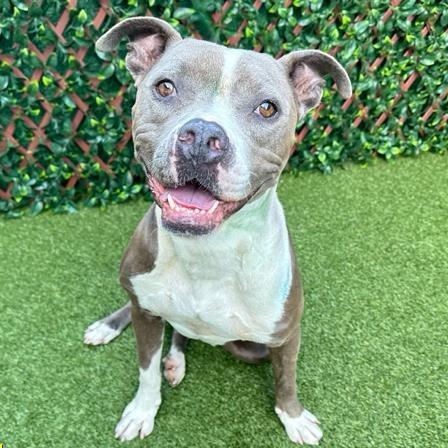 Chef Crawdad, Adoptable, Adult Male Boxer & American Bulldog.