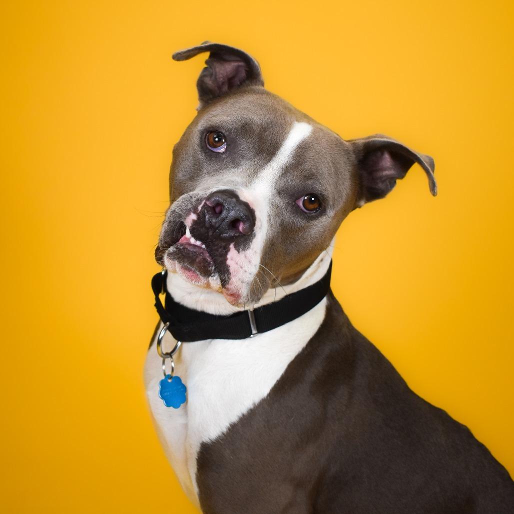 Enlarge Chef Crawdad, a Adoptable mixed breed in West Palm Beach, FL image 2/6