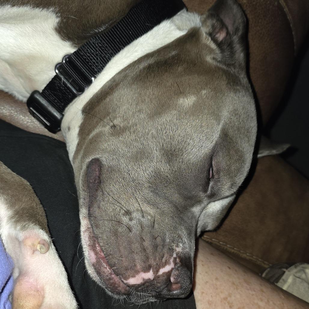 Enlarge Chef Crawdad, a Adoptable mixed breed in West Palm Beach, FL image 3/6