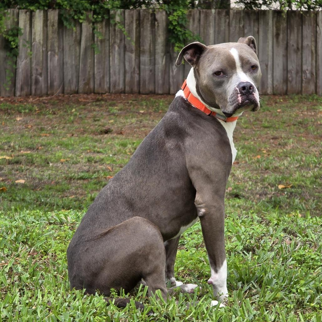 Enlarge Chef Crawdad, a Adoptable mixed breed in West Palm Beach, FL image 4/6