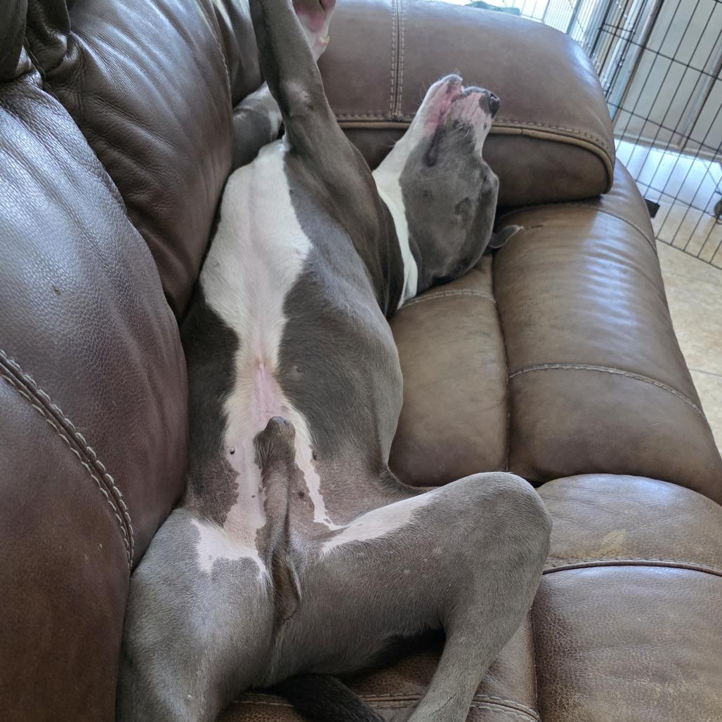 Enlarge Chef Crawdad, a Adoptable mixed breed in West Palm Beach, FL image 5/6