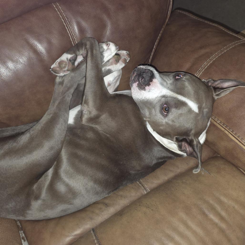Enlarge Chef Crawdad, a Adoptable mixed breed in West Palm Beach, FL image 6/6