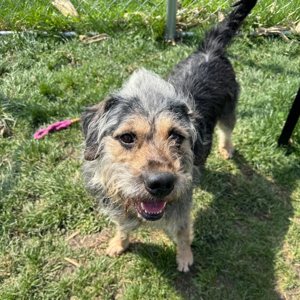 Mr. Piggy, Adoptable, Adult Male Mixed Breed.
