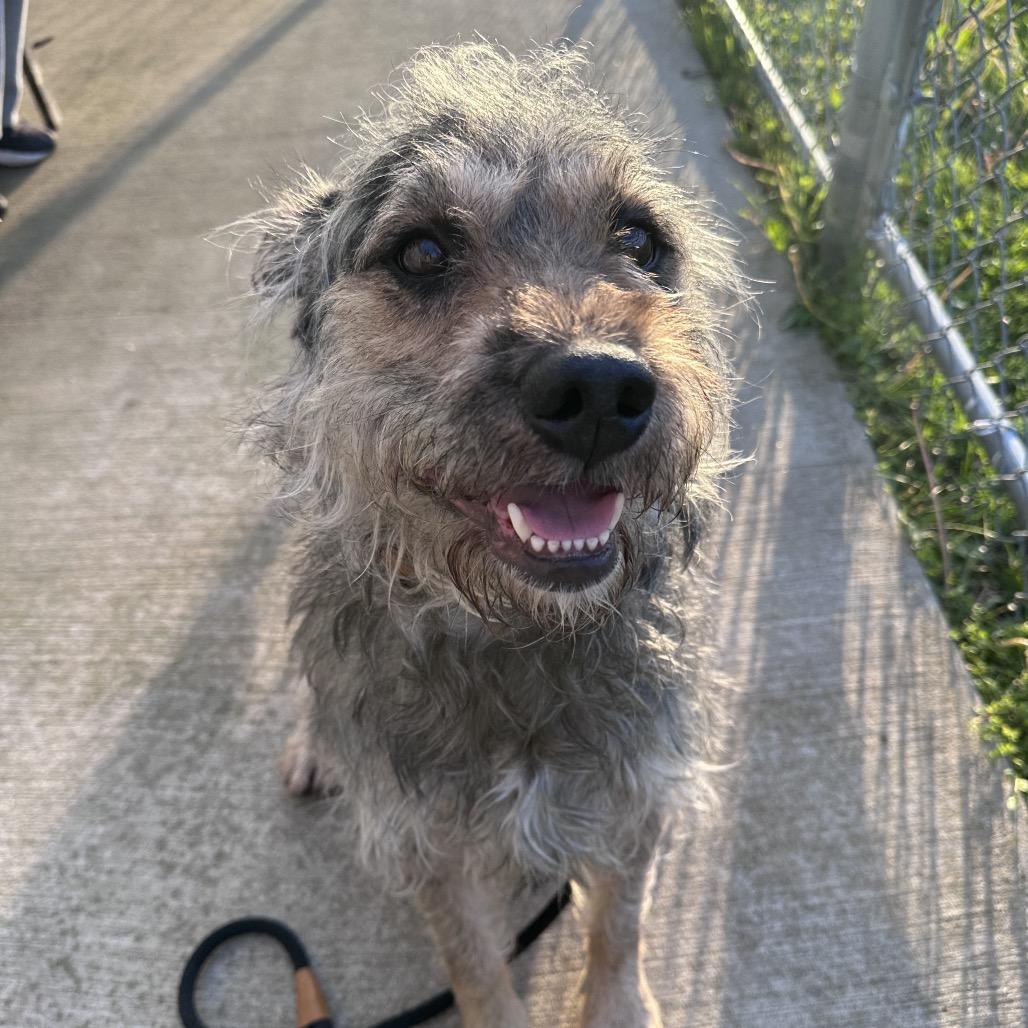 Enlarge Mr. Piggy, a Adoptable Mixed Breed in Canton, IL image 2/6