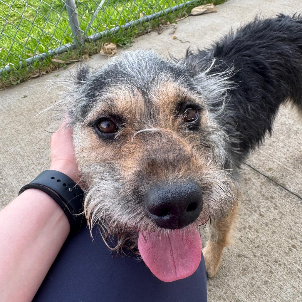 Enlarge Mr. Piggy, a Adoptable Mixed Breed in Canton, IL image 3/6