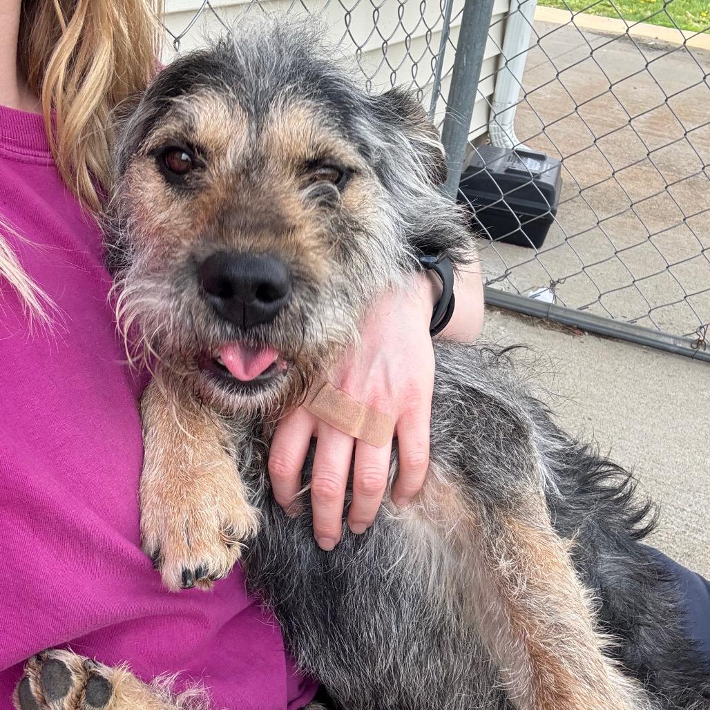 Enlarge Mr. Piggy, a Adoptable Mixed Breed in Canton, IL image 4/6