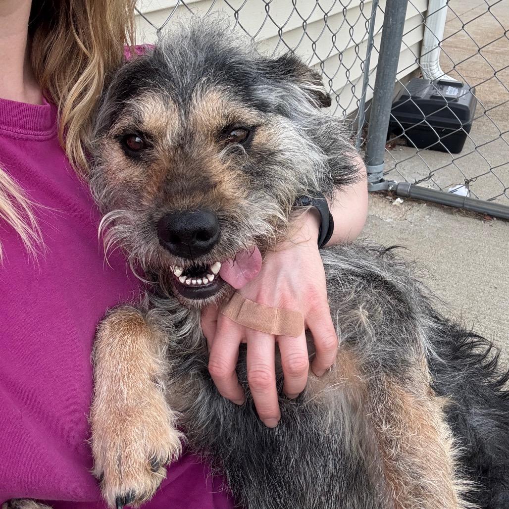 Enlarge Mr. Piggy, a Adoptable Mixed Breed in Canton, IL image 5/6