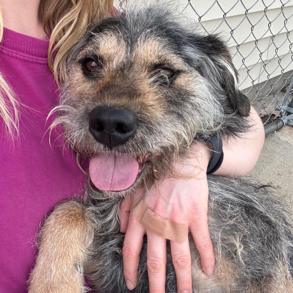 Enlarge Mr. Piggy, a Adoptable Mixed Breed in Canton, IL image 6/6