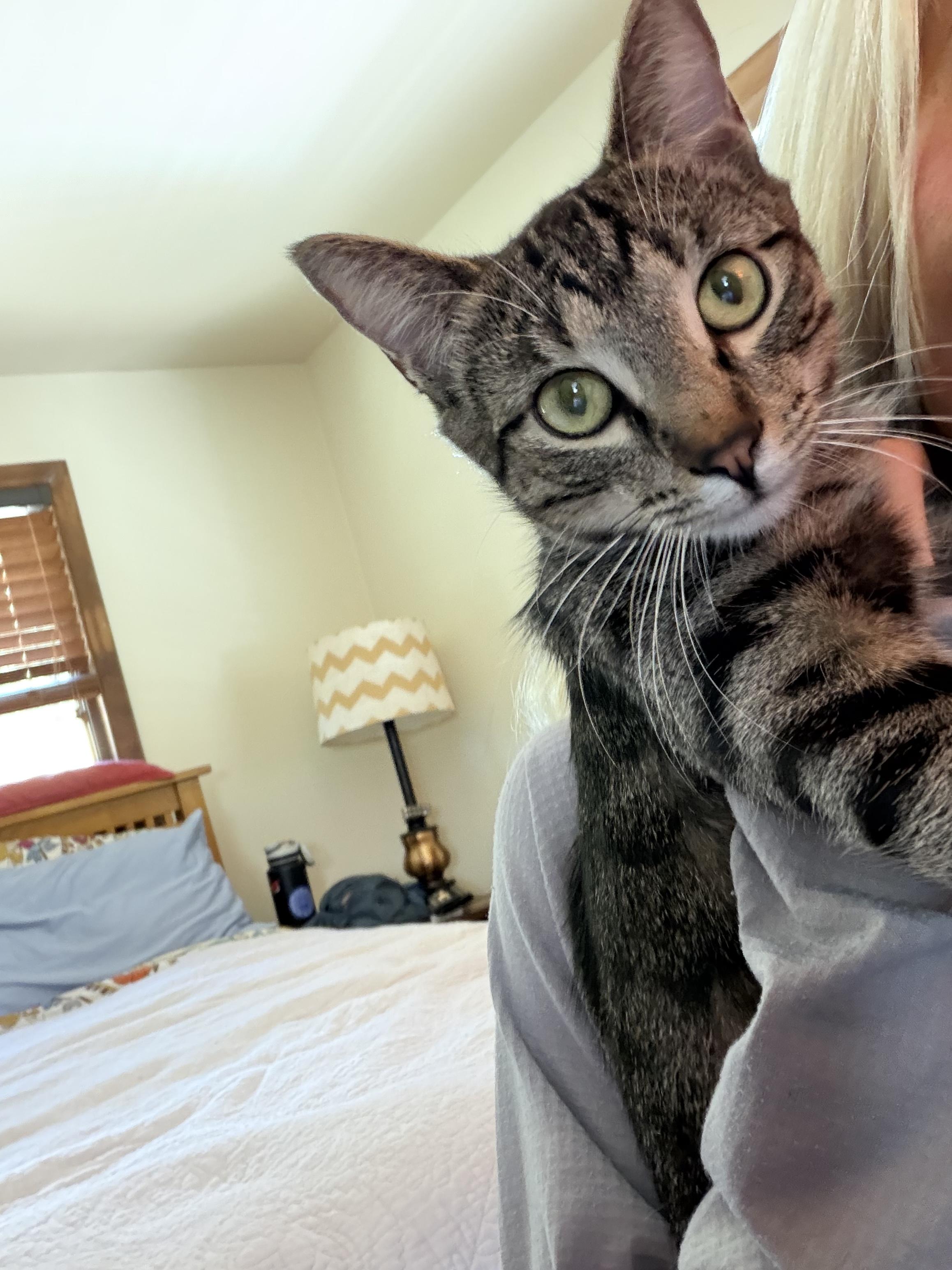 Jane, Adopted, Kitten Female Tabby.