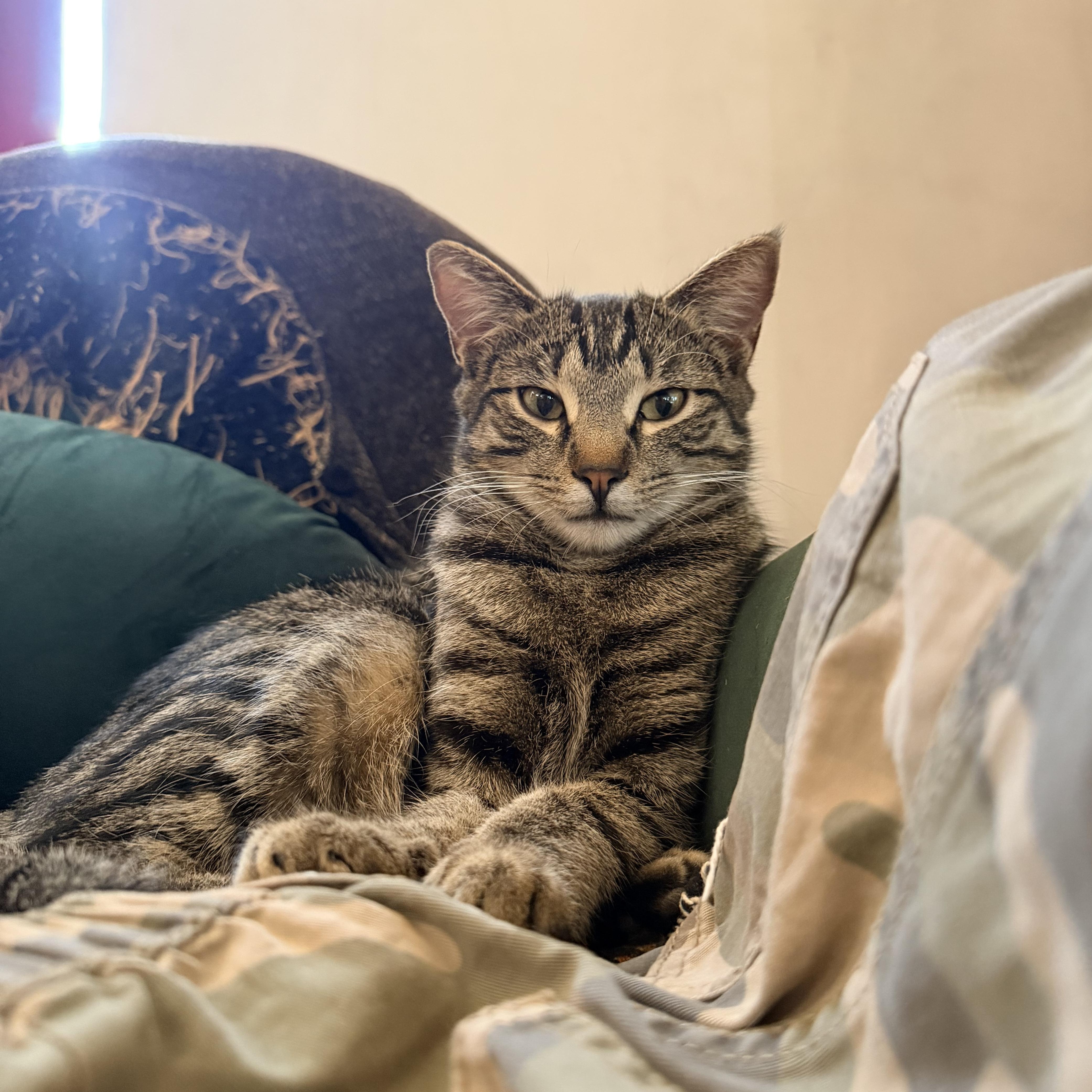 Enlarge Jane, a Adopted Tabby in Estes Park, CO image 2/2