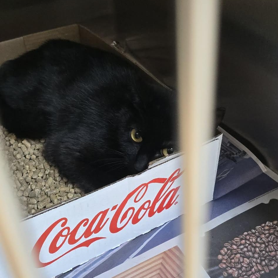Holland, an adoptable Domestic Short Hair in Orange, VA image 1/2