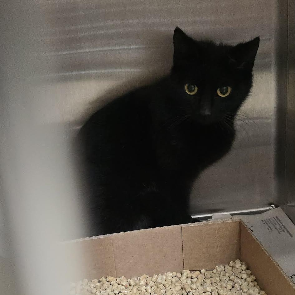 Holland, an adoptable Domestic Short Hair in Orange, VA image 2/2