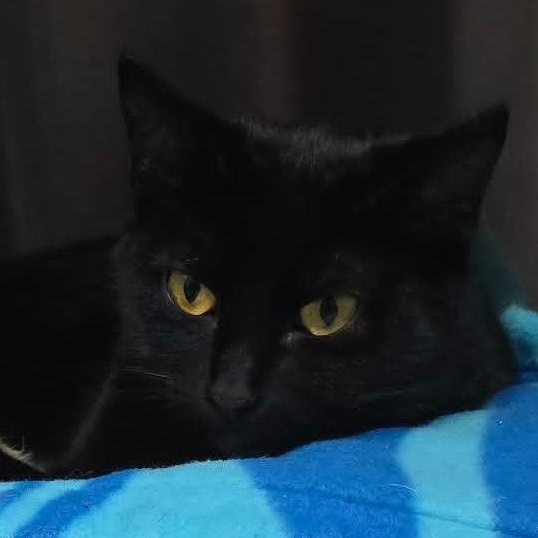 Holland, adoptable, Young Female Domestic Short Hair.