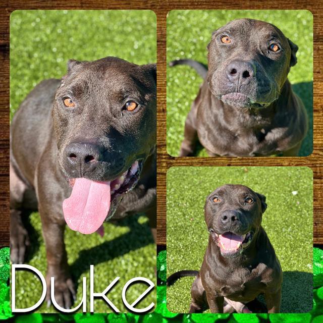 Enlarge DUKE, a Adoptable Pit Bull Terrier in Pearland, TX image 1/1