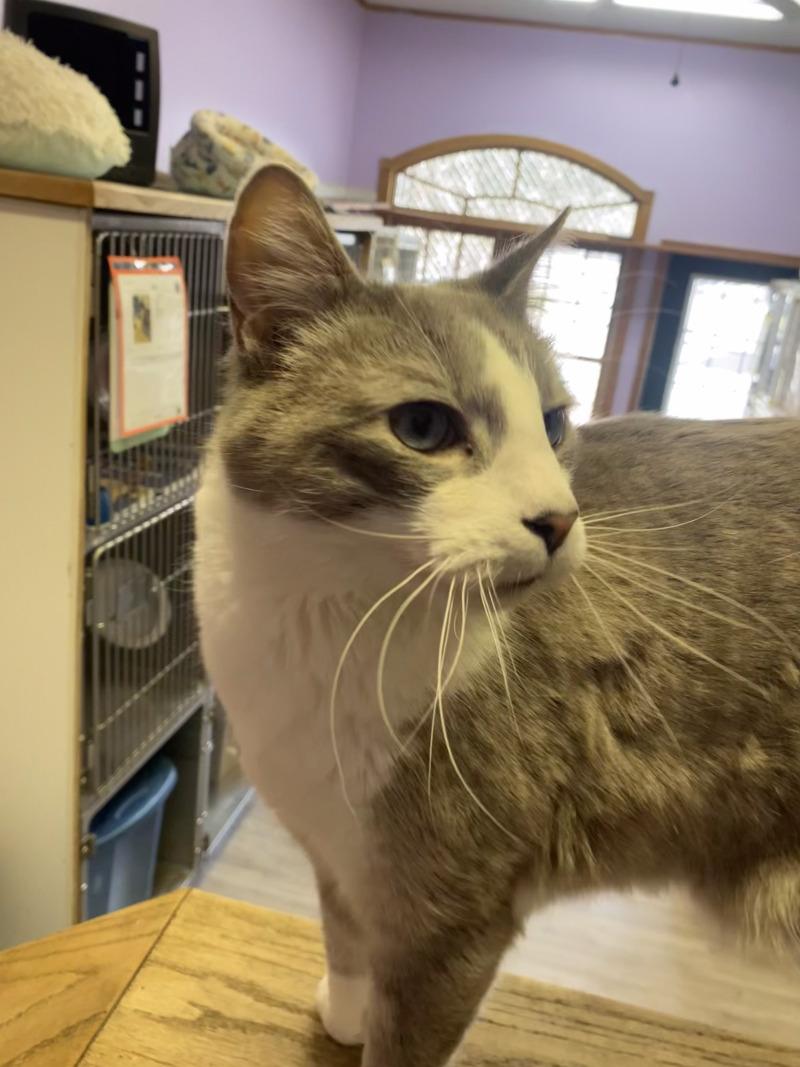 Enlarge Smoke, a Adoptable Domestic Short Hair in Cortland, NY image 1/6