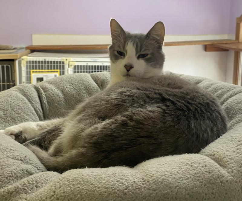 Enlarge Smoke, a Adoptable Domestic Short Hair in Cortland, NY image 2/6