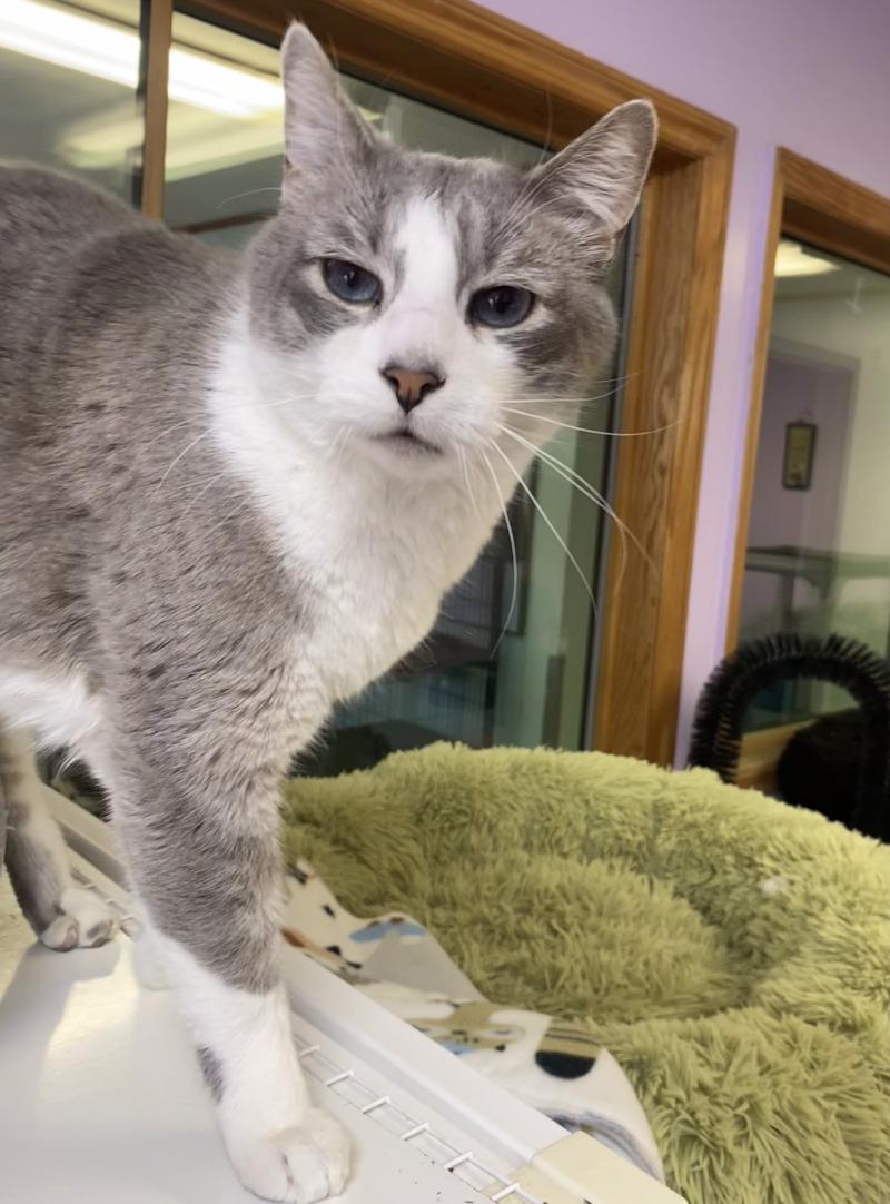 Enlarge Smoke, a Adoptable Domestic Short Hair in Cortland, NY image 3/6