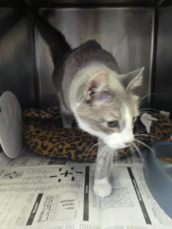 Smoke, Adoptable, Adult Male Domestic Short Hair.