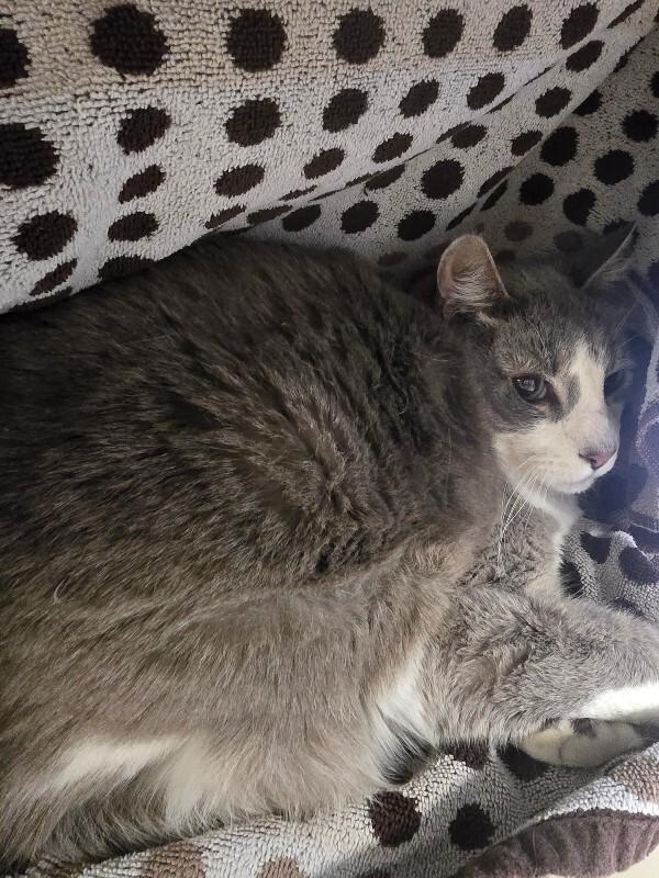 Enlarge Smoke, a Adoptable Domestic Short Hair in Cortland, NY image 2/3