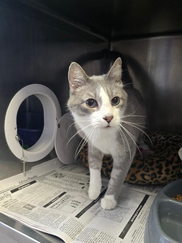 Enlarge Smoke, a Adoptable Domestic Short Hair in Cortland, NY image 3/3