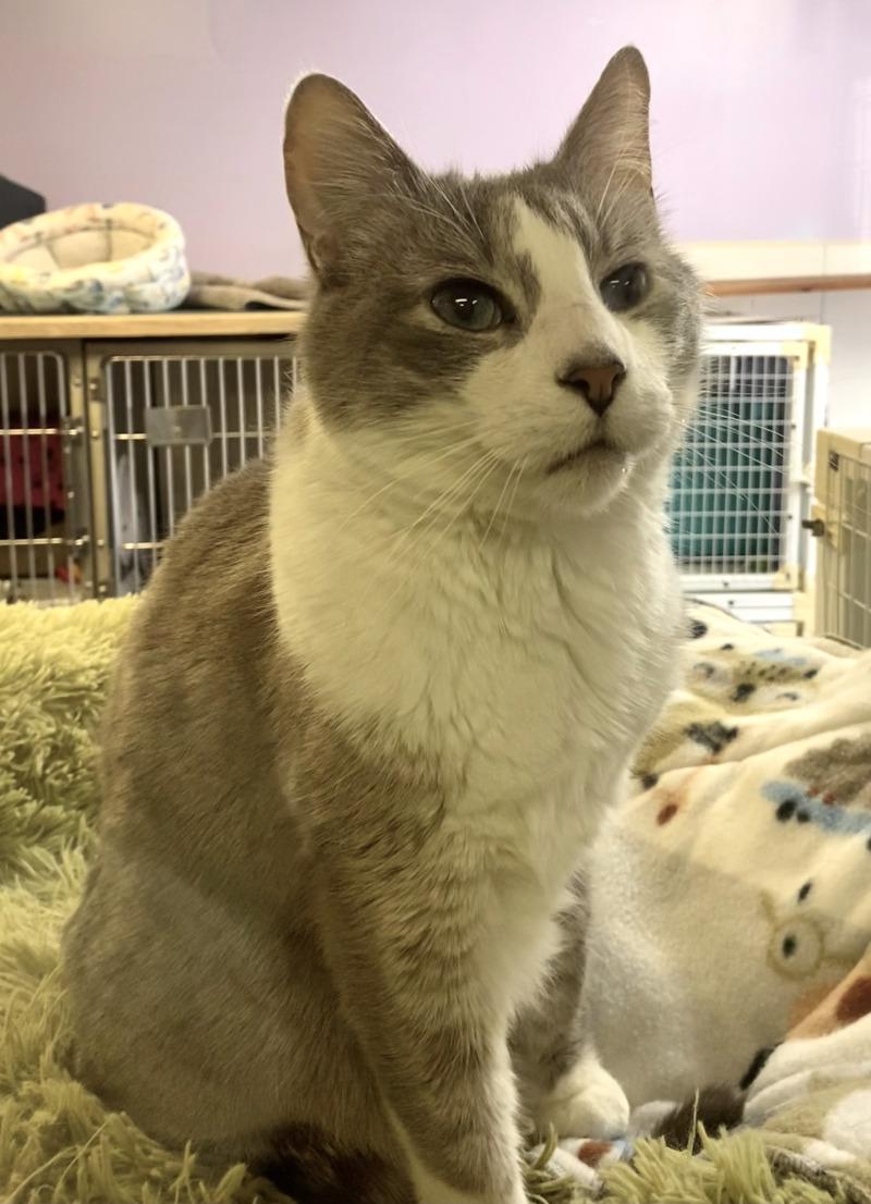 Enlarge Smoke, a Adoptable Domestic Short Hair in Cortland, NY image 4/6