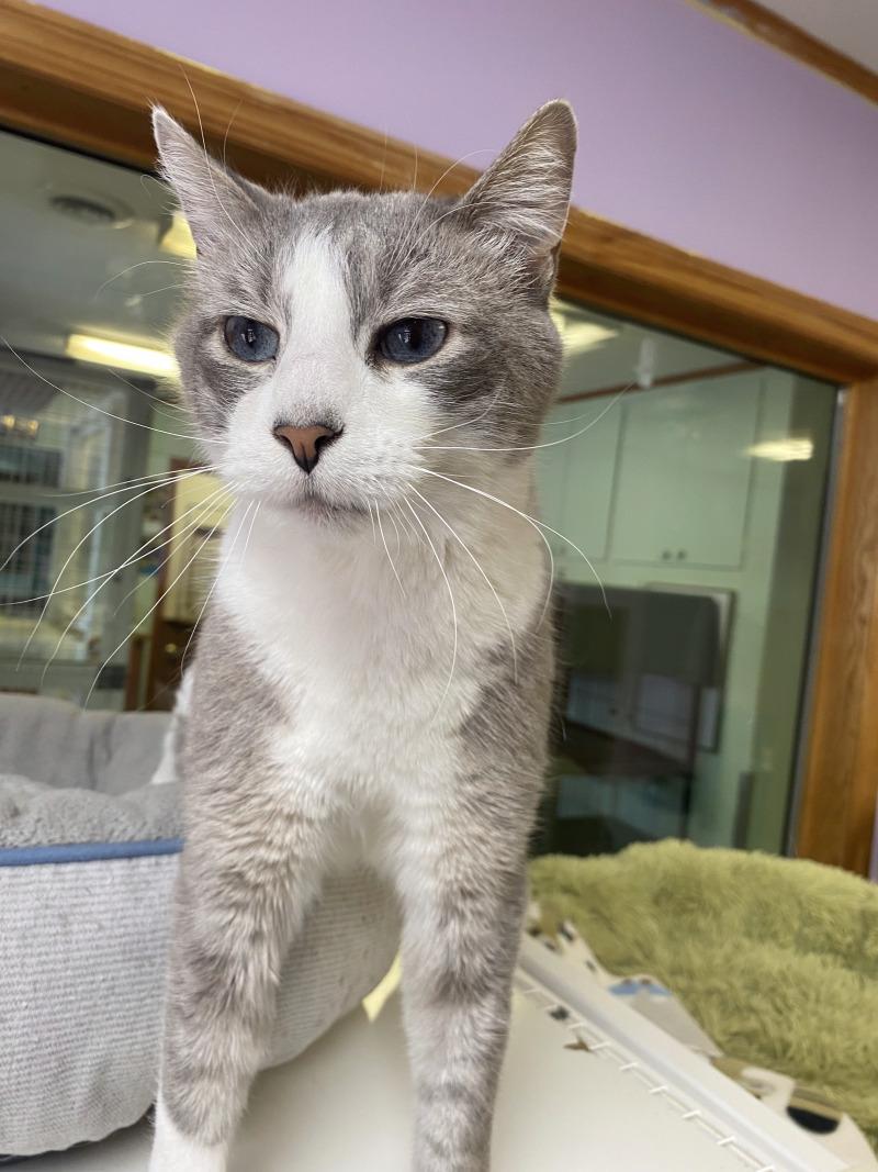 Enlarge Smoke, a Adoptable Domestic Short Hair in Cortland, NY image 5/6