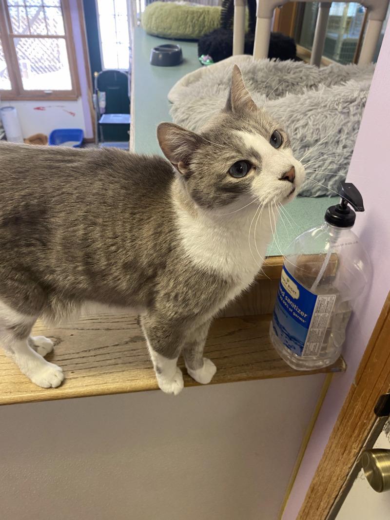 Enlarge Smoke, a Adoptable Domestic Short Hair in Cortland, NY image 6/6