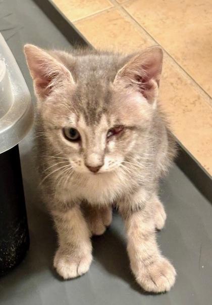 Enlarge Vine, a Adoptable Domestic Short Hair in Chamblee, GA image 1/1