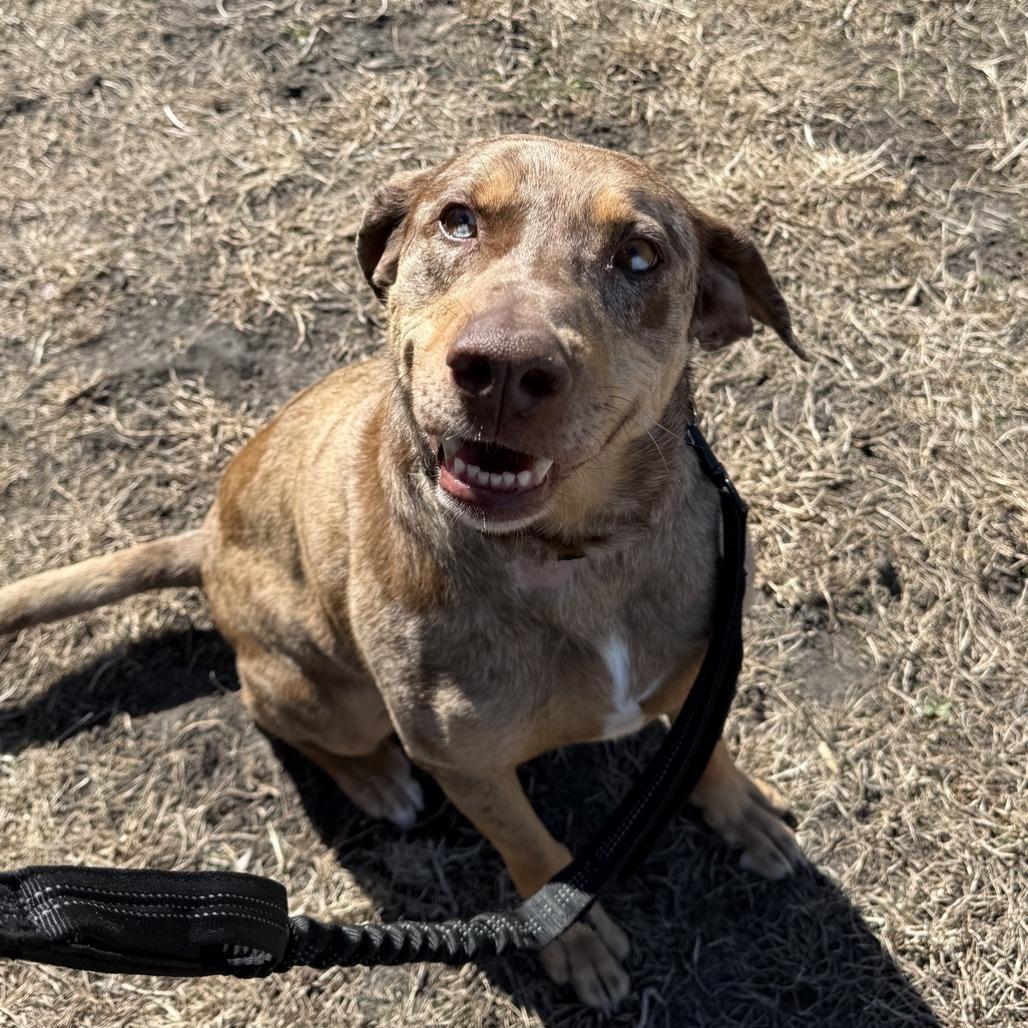Enlarge Luna Lynn, a Adoptable Catahoula Leopard Dog in Norfolk, NE image 1/2