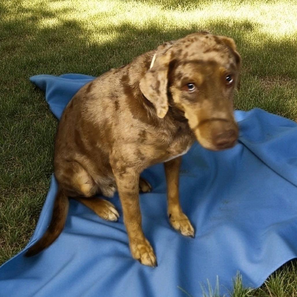 Enlarge Luna Lynn, a Adoptable Catahoula Leopard Dog in Norfolk, NE image 2/2
