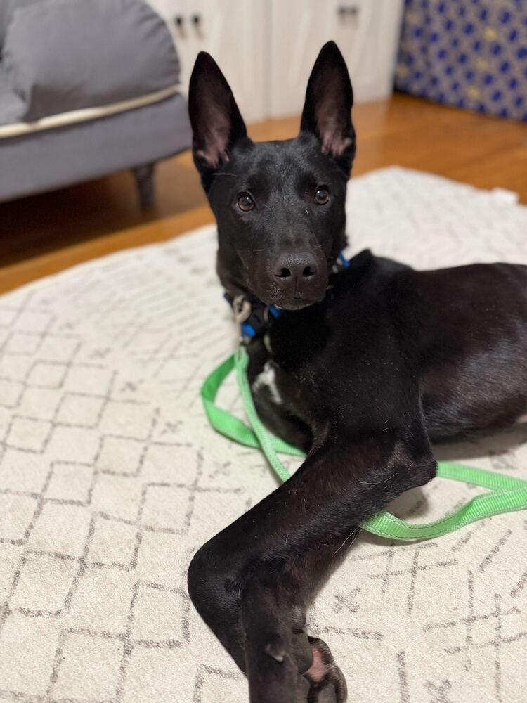 Bud, a Adoptable mixed breed in Long Island City, NY image 1/6