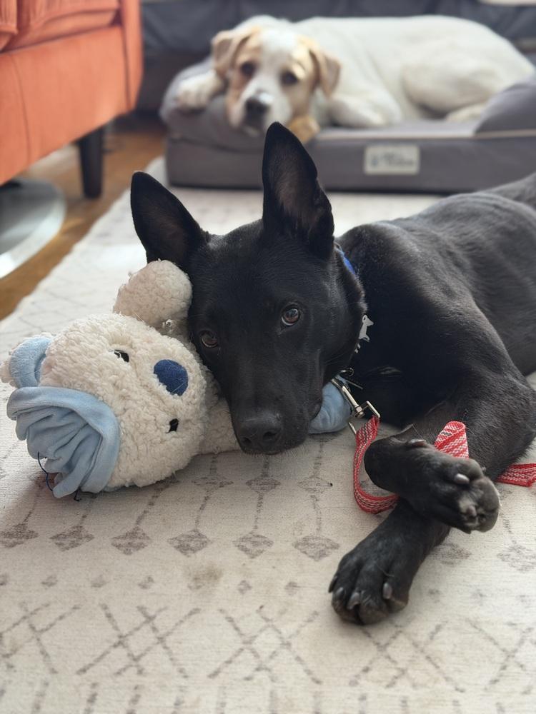 Bud, a Adoptable mixed breed in Long Island City, NY image 2/6