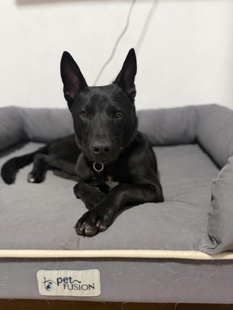 Bud, a Adoptable mixed breed in Long Island City, NY image 3/6