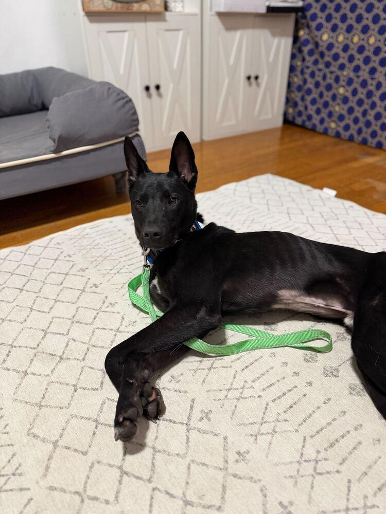 Bud, a Adoptable mixed breed in Long Island City, NY image 4/6