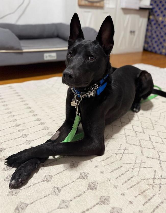 Bud, a Adoptable mixed breed in Long Island City, NY image 5/6