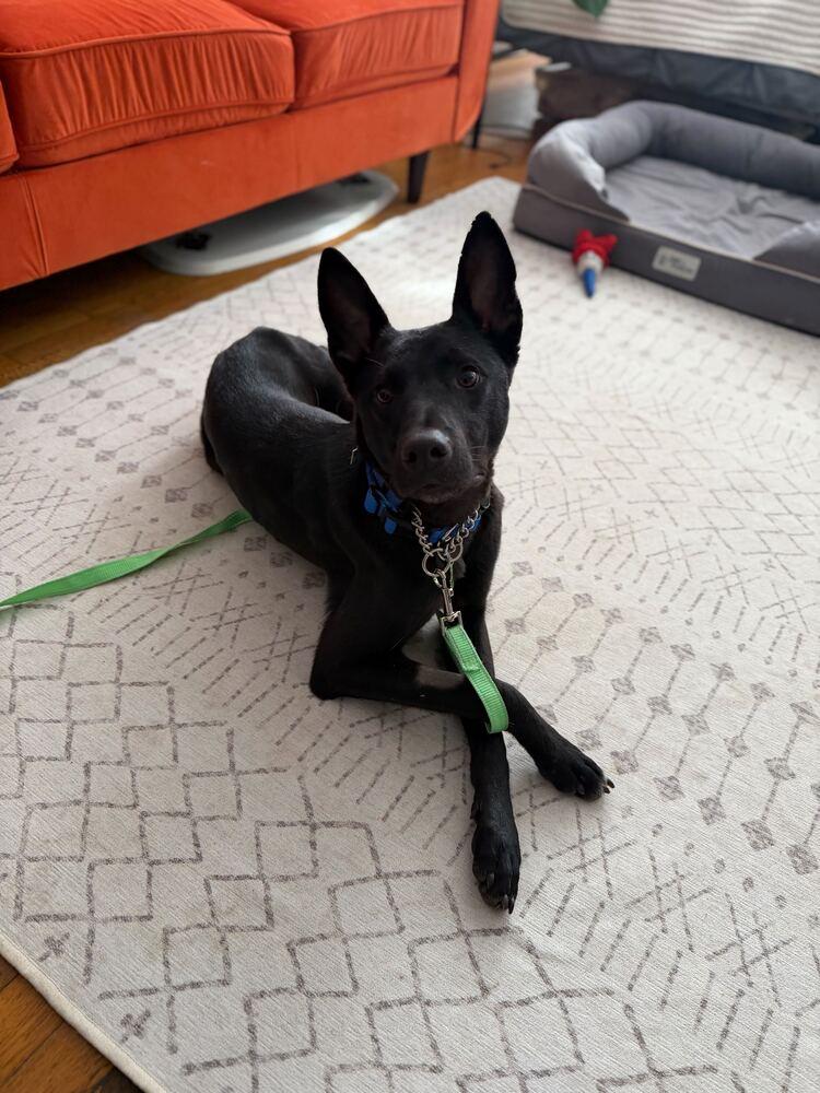 Bud, a Adoptable mixed breed in Long Island City, NY image 6/6