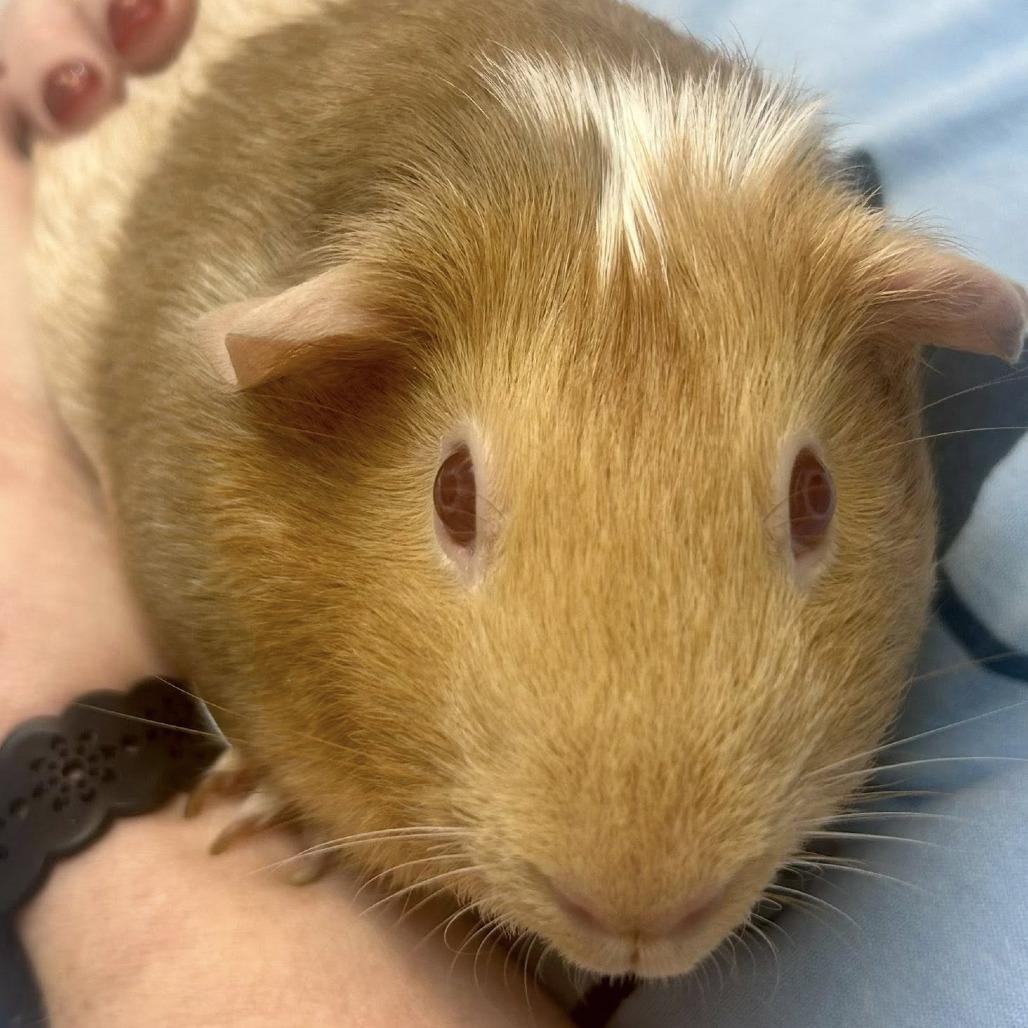 Enlarge Brownie, a Adoptable Guinea Pig in Rocky Mount, VA image 1/1