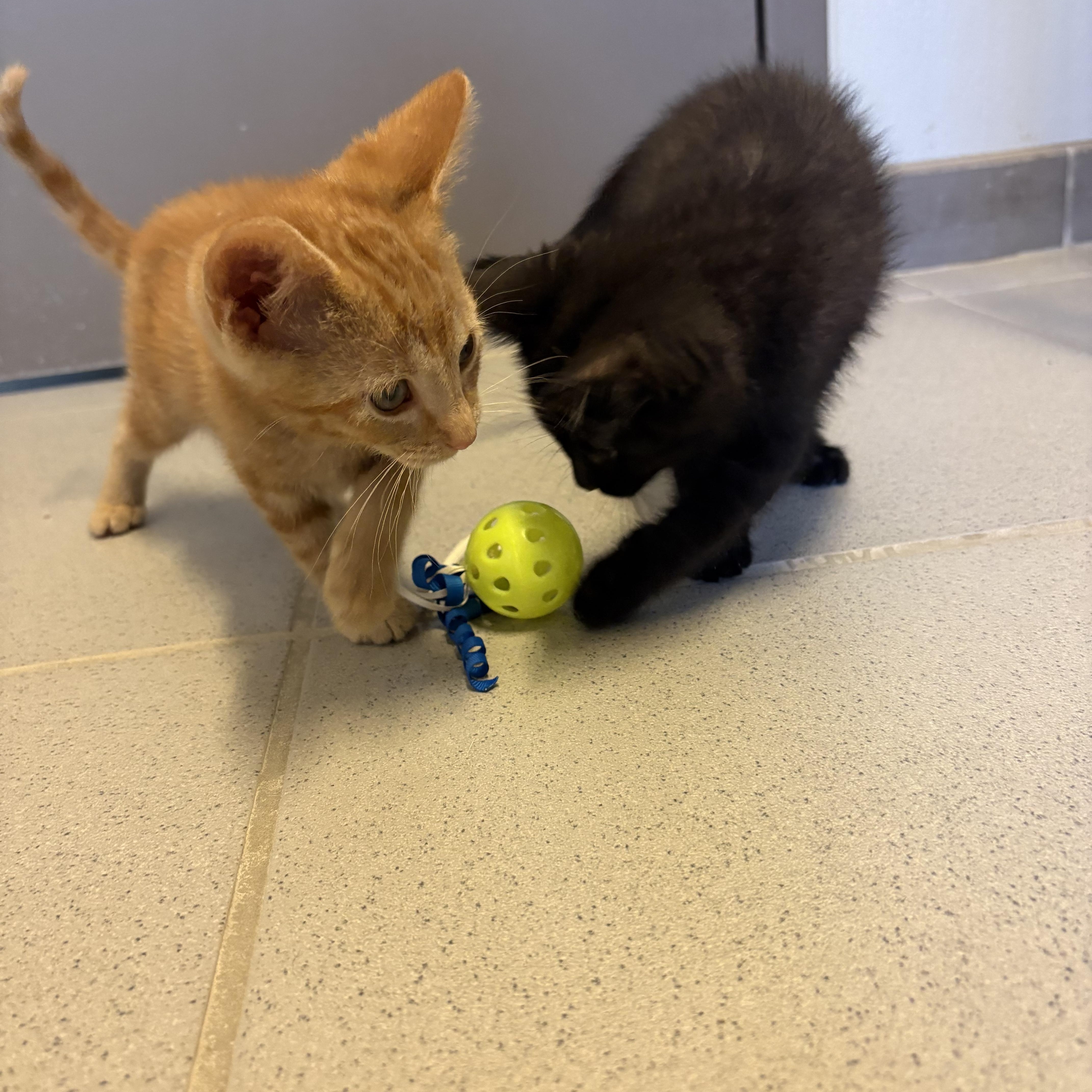 Travel Crew Kittens, a ADOPTABLE Domestic Short Hair in Hays, KS image 2/5