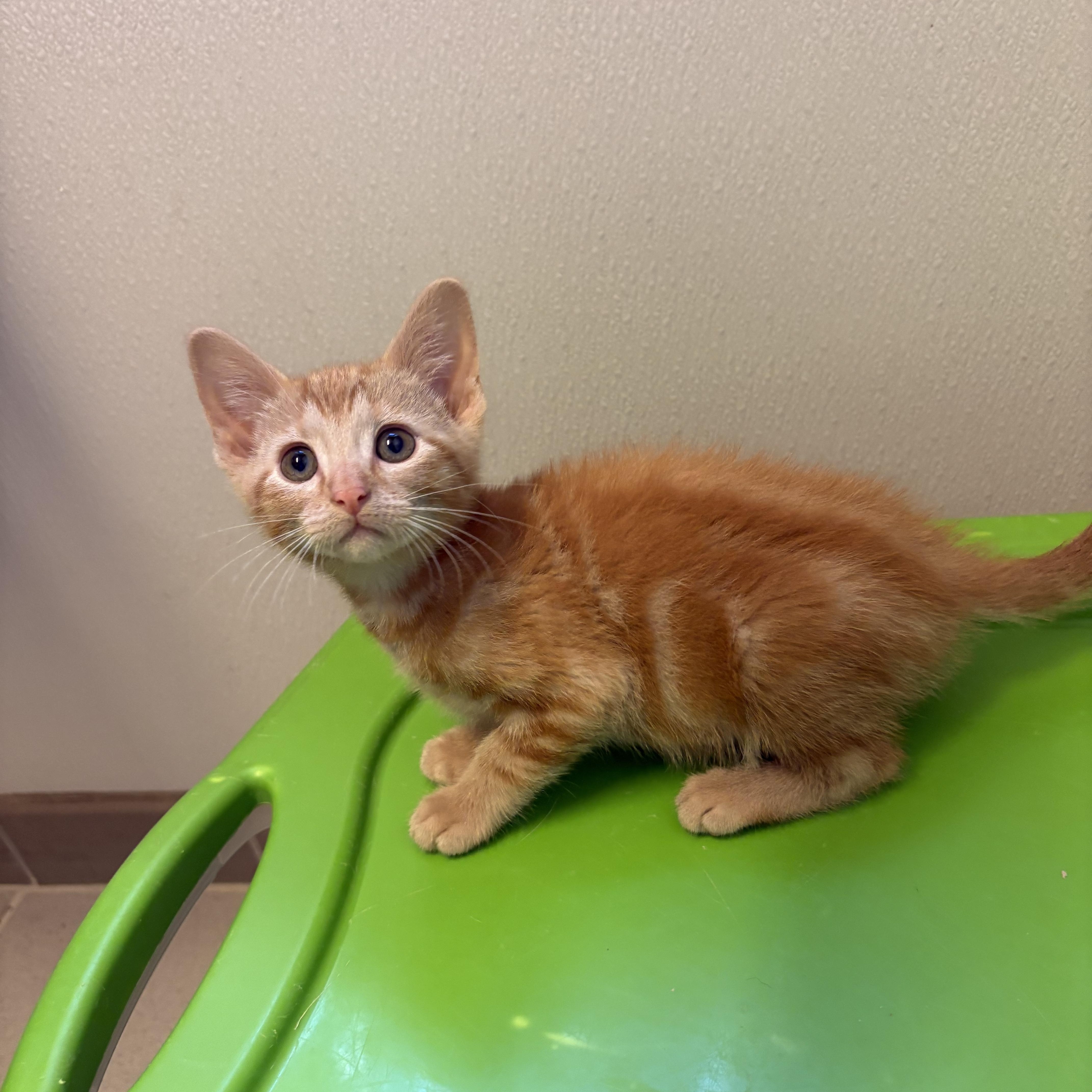 Travel Crew Kittens, a ADOPTABLE Domestic Short Hair in Hays, KS image 3/5