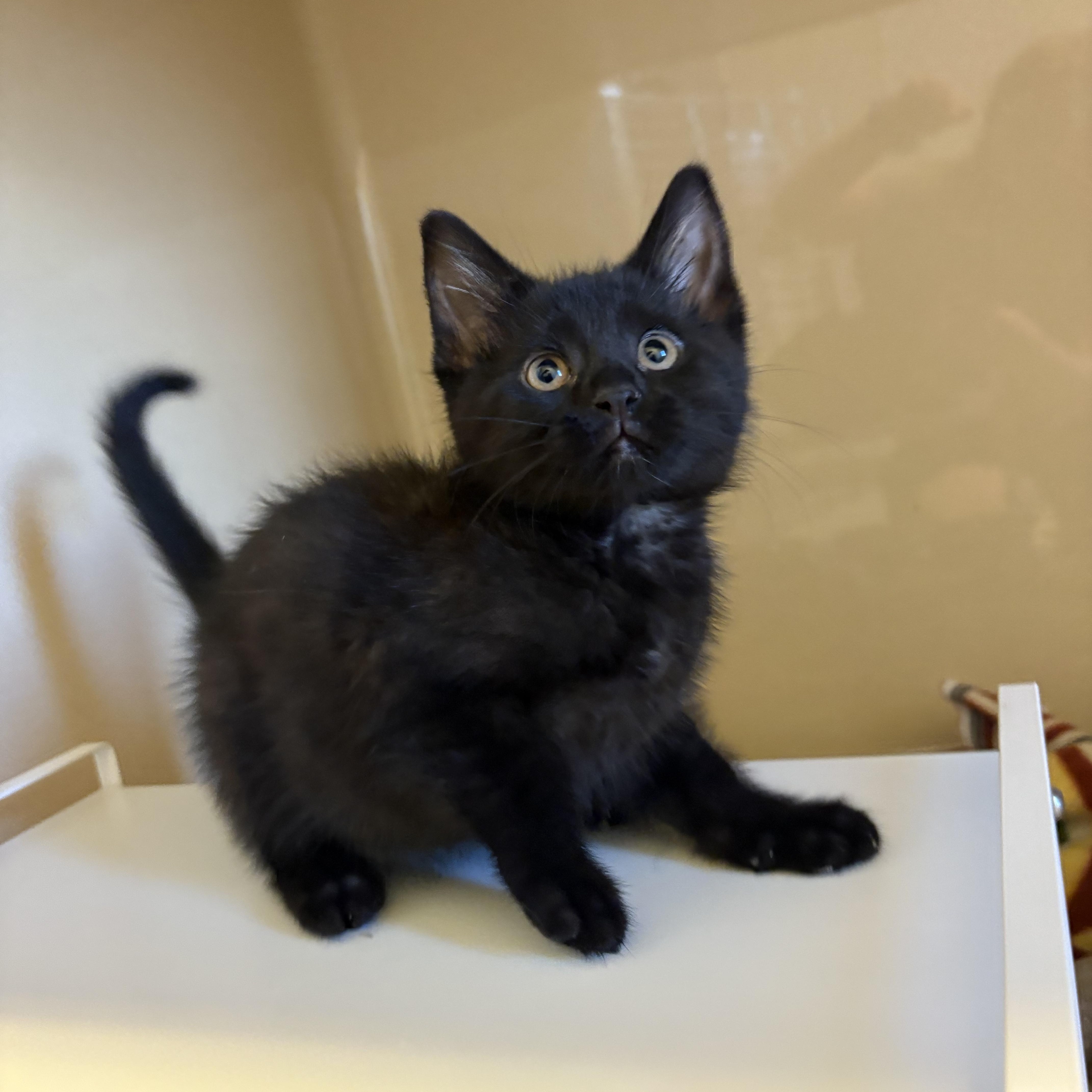 Travel Crew Kittens, a ADOPTABLE Domestic Short Hair in Hays, KS image 4/5