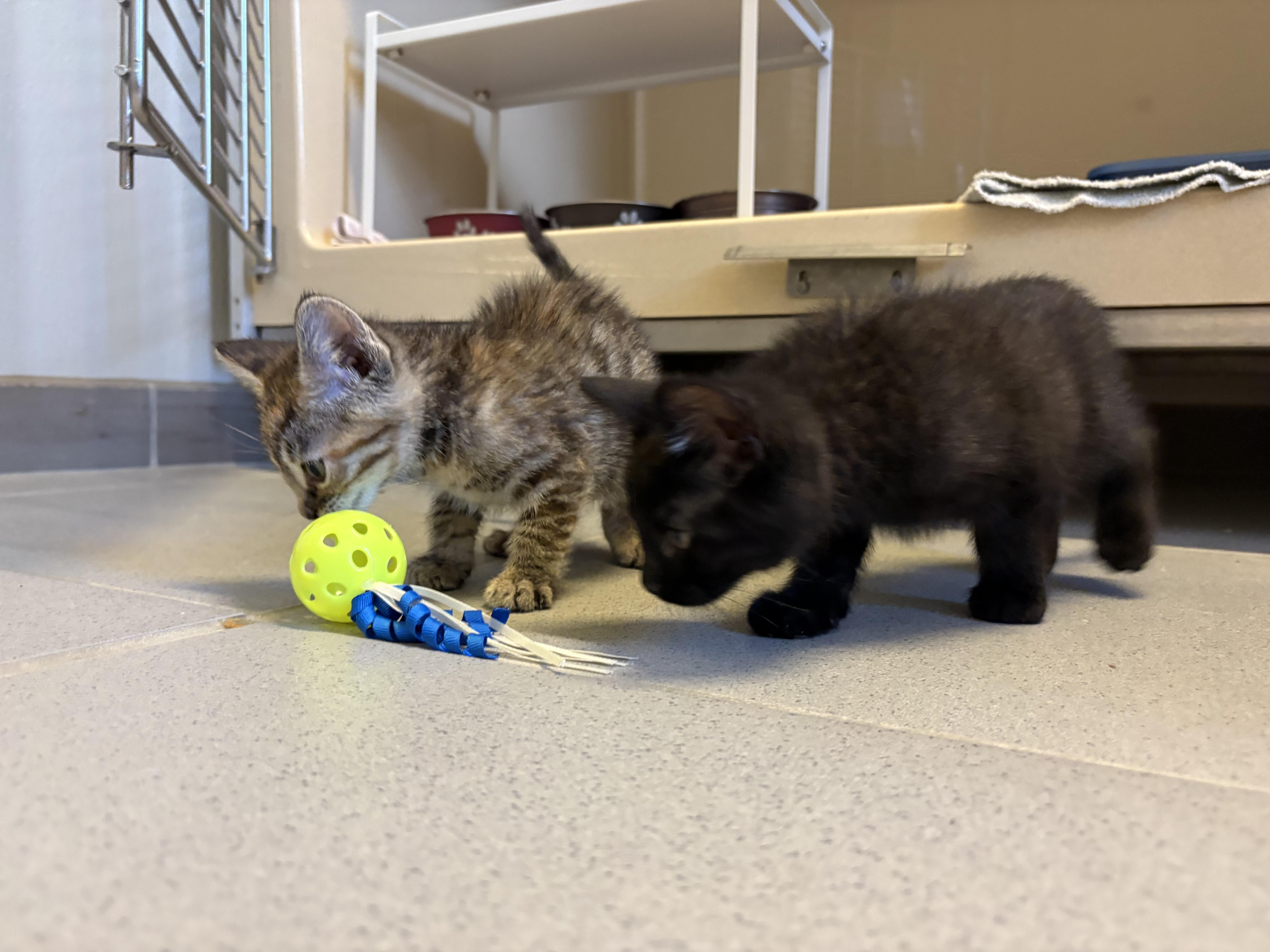 Travel Crew Kittens, a ADOPTABLE Domestic Short Hair in Hays, KS image 1/5