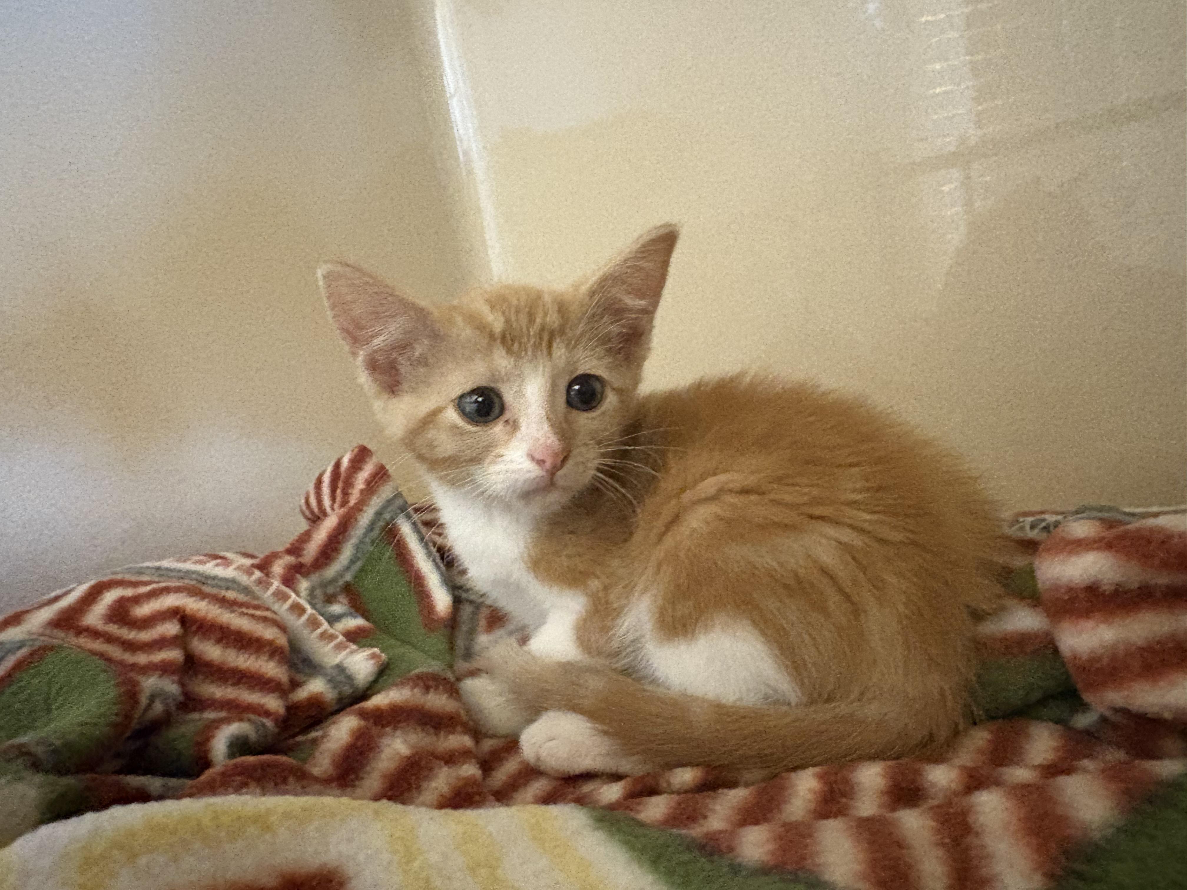 Travel Crew Kittens, a ADOPTABLE Domestic Short Hair in Hays, KS image 5/5