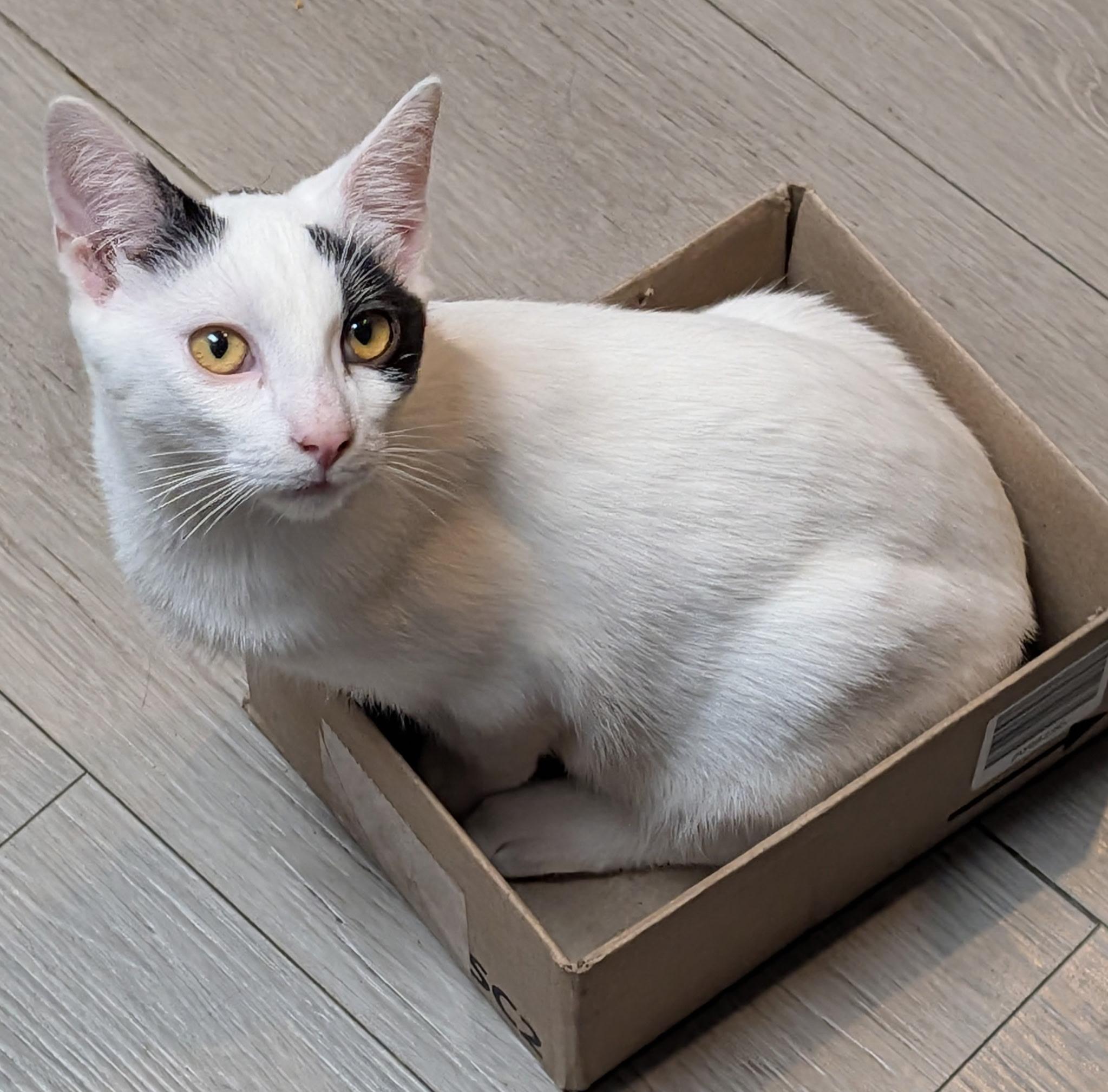 Enlarge Pollux, a Adoptable Domestic Short Hair in Los Alamitos, CA image 1/1