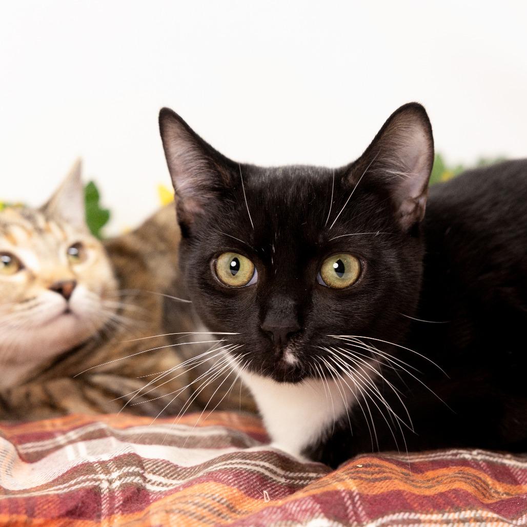 Ozzy, a Adoptable Domestic Short Hair in Durham, NC image 1/6