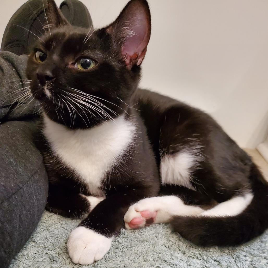 Ozzy, a Adoptable Domestic Short Hair in Durham, NC image 2/6