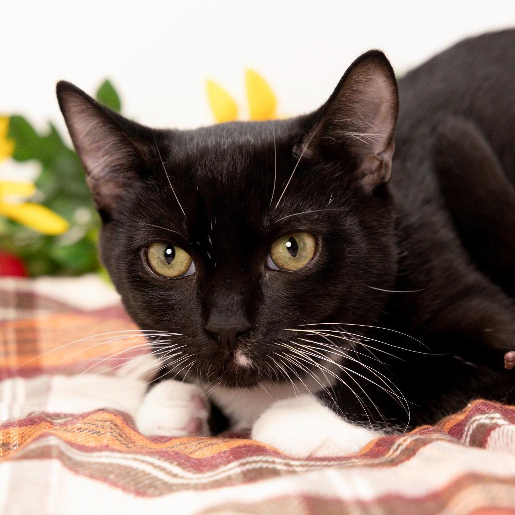 Ozzy, a Adoptable Domestic Short Hair in Durham, NC image 3/6