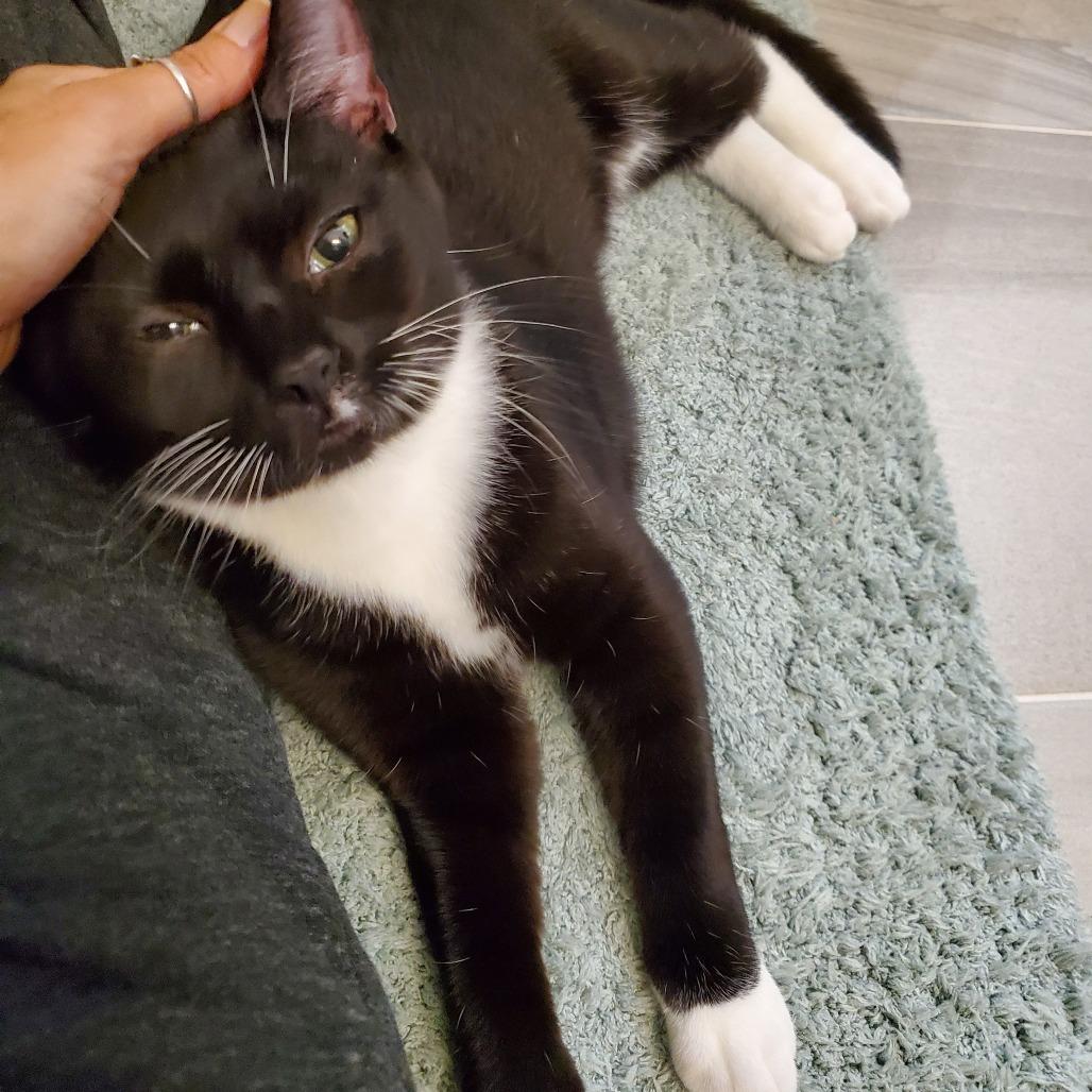 Ozzy, a Adoptable Domestic Short Hair in Durham, NC image 4/6